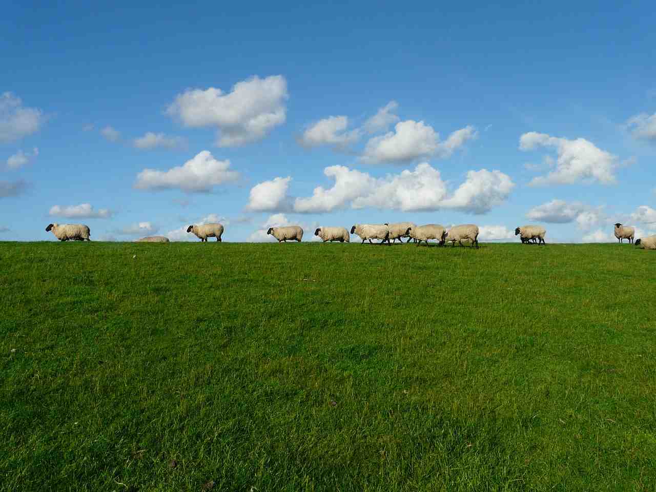 moutons, troupeau de moutons, série